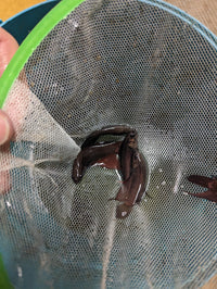 Load image into Gallery viewer, Copper Smaragdina
