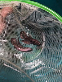 Load image into Gallery viewer, Copper Alien Hybrid
