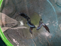 Load image into Gallery viewer, Steel Alien Hybrid
