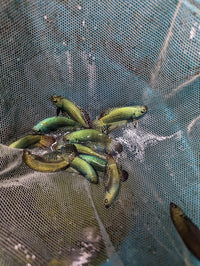 Load image into Gallery viewer, Green Alien Hybrid
