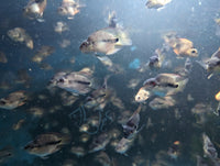 Load image into Gallery viewer, Blood Parrot Cichlid - Unmoulted
