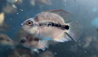 Load image into Gallery viewer, Blood Parrot Cichlid - Unmoulted
