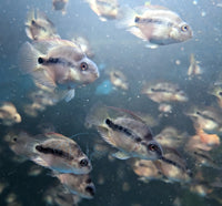 Load image into Gallery viewer, Blood Parrot Cichlid - Unmoulted
