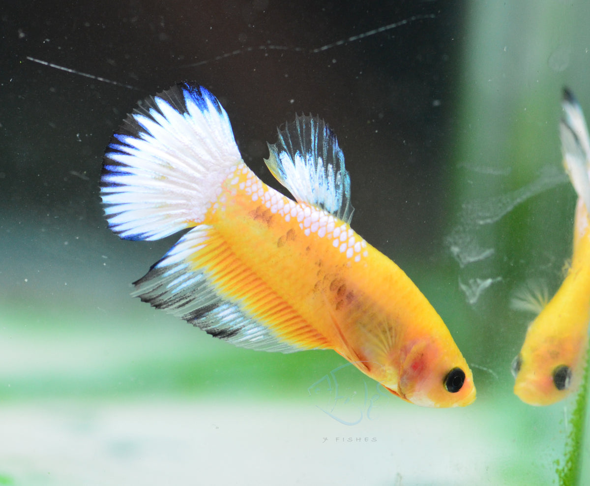 Yellow Hellboy HMPK Male