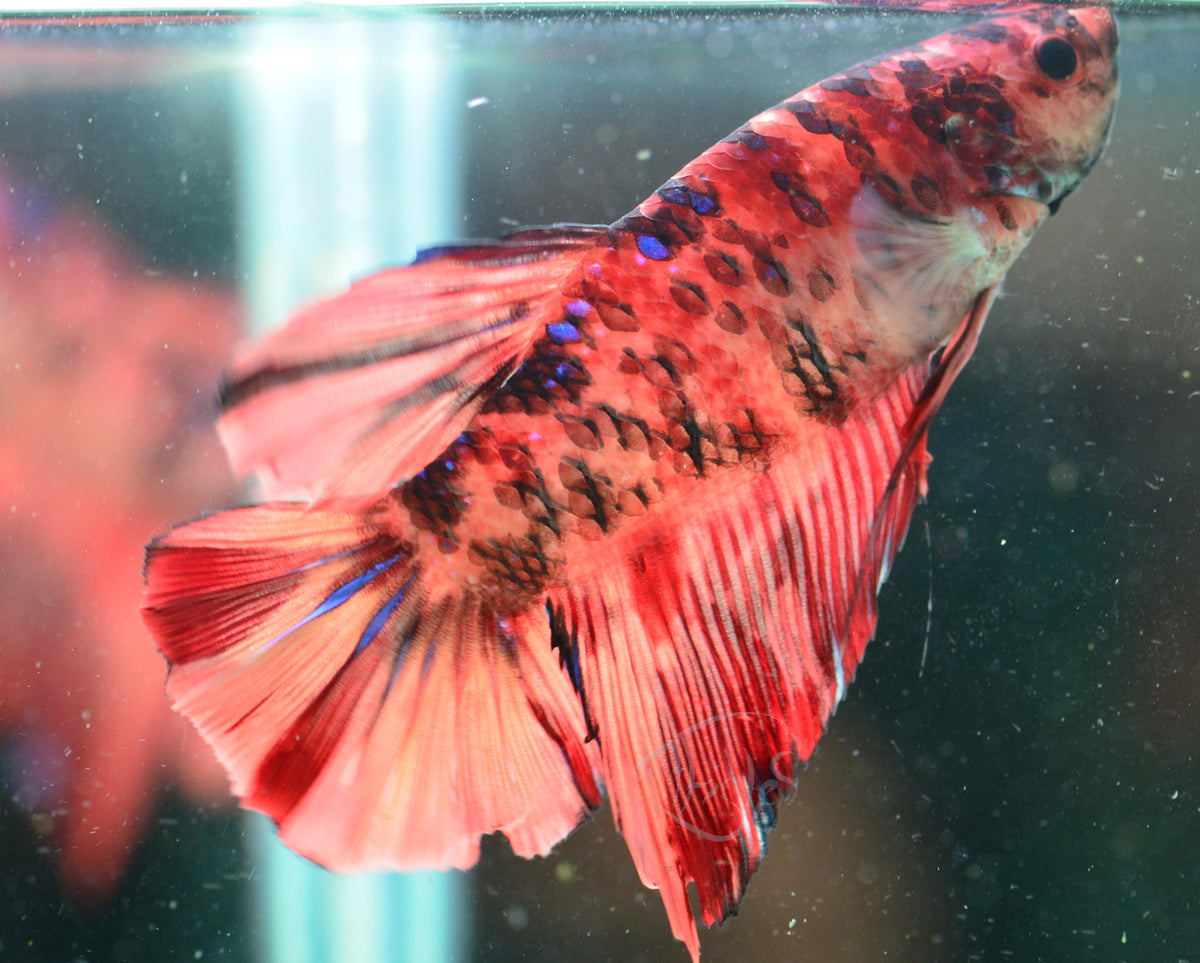 Giant Nemo HMPK Male
