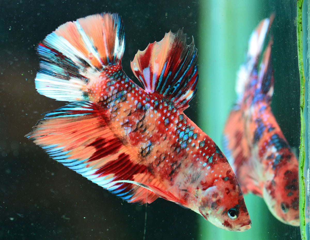 Giant Nemo HMPK Male