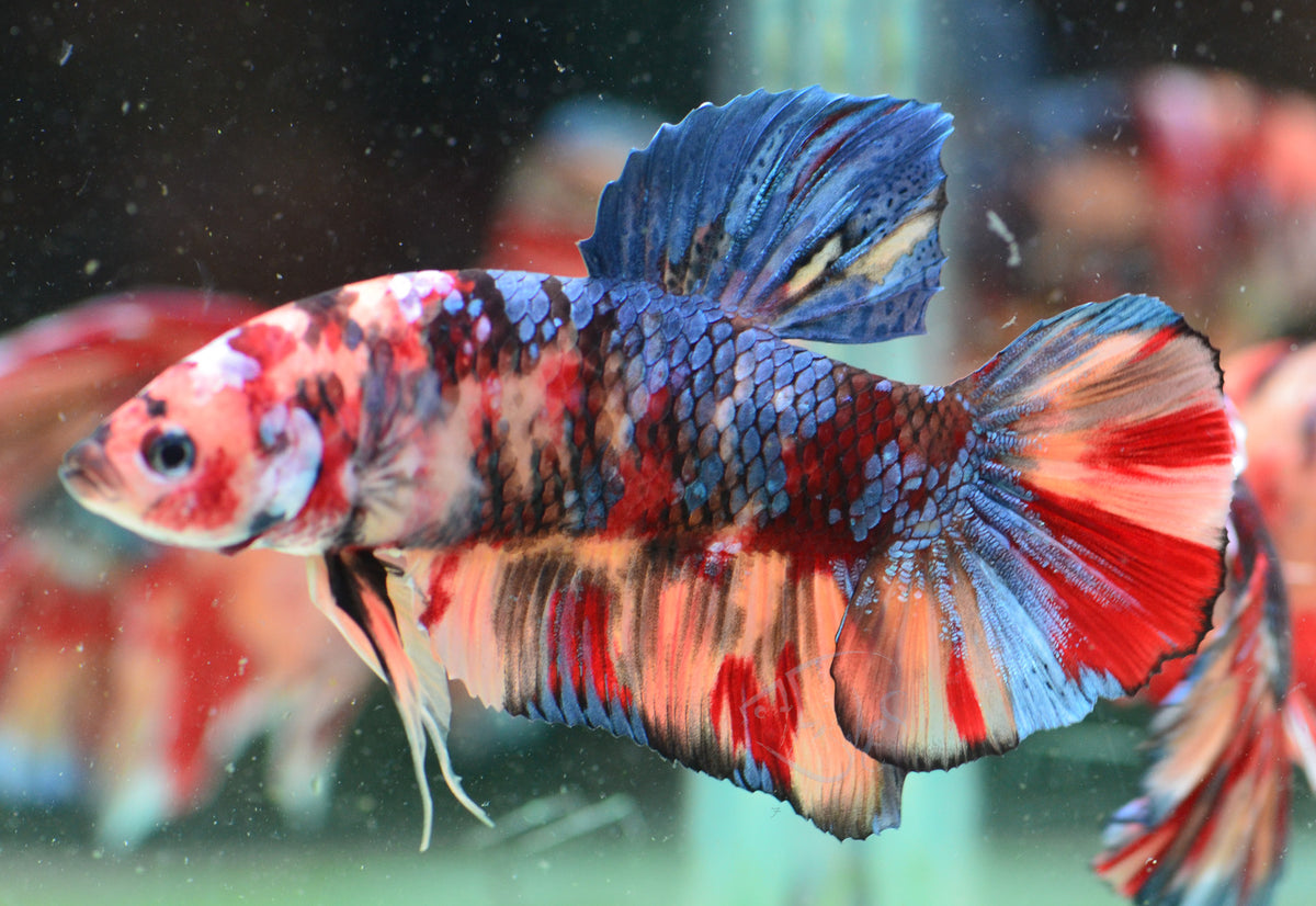 Giant Nemo HMPK Male