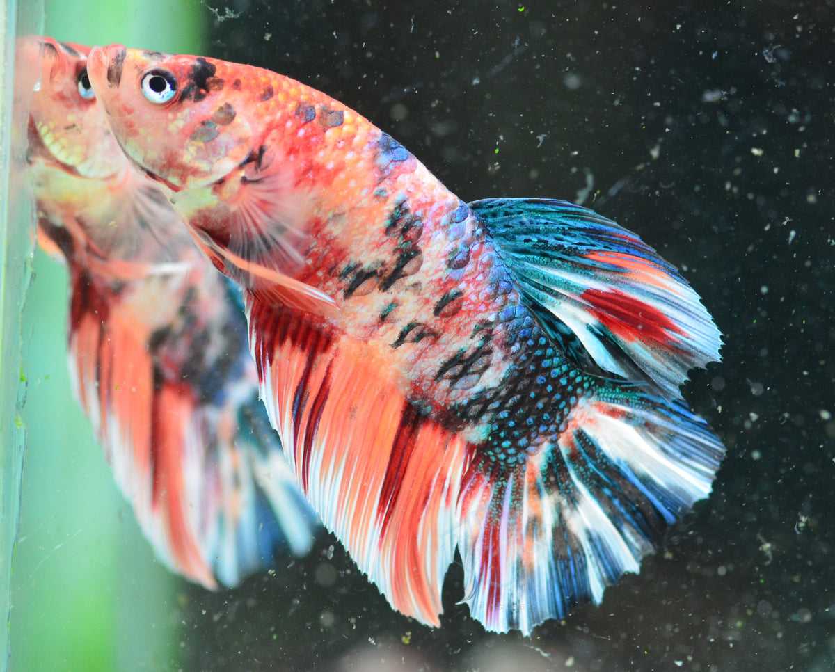 Giant Nemo HMPK Male