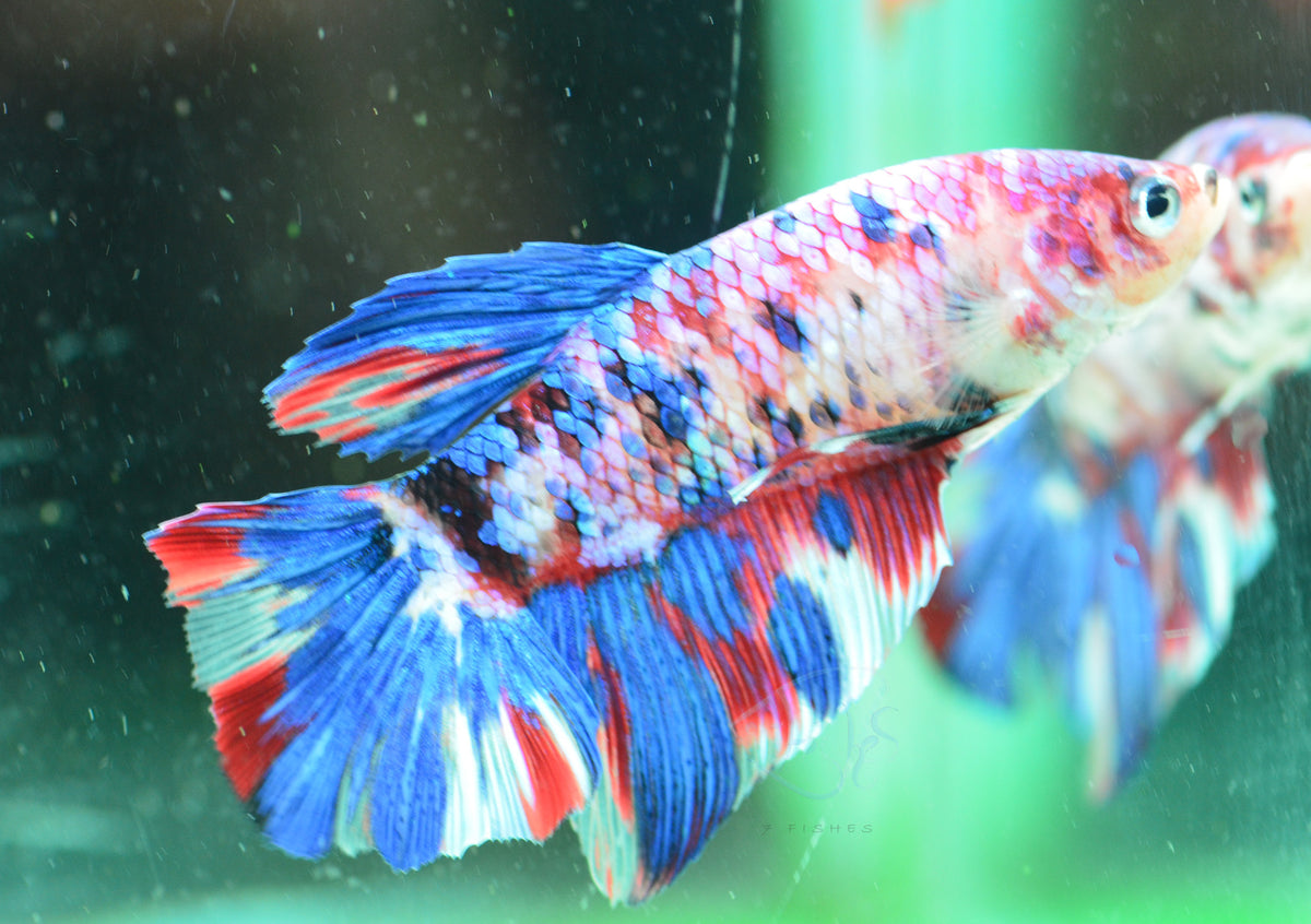 Giant Multicolour HMPK Male