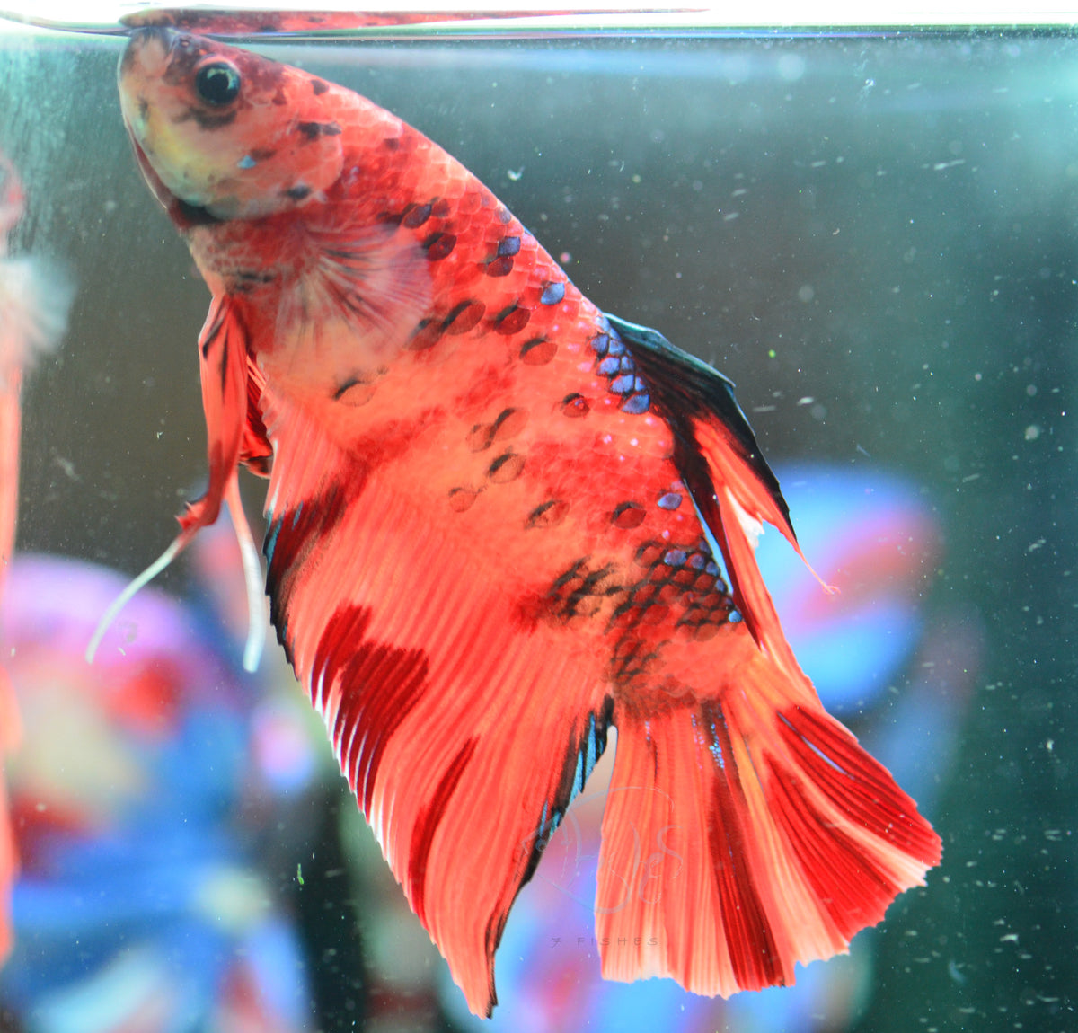 Giant Nemo HMPK Male