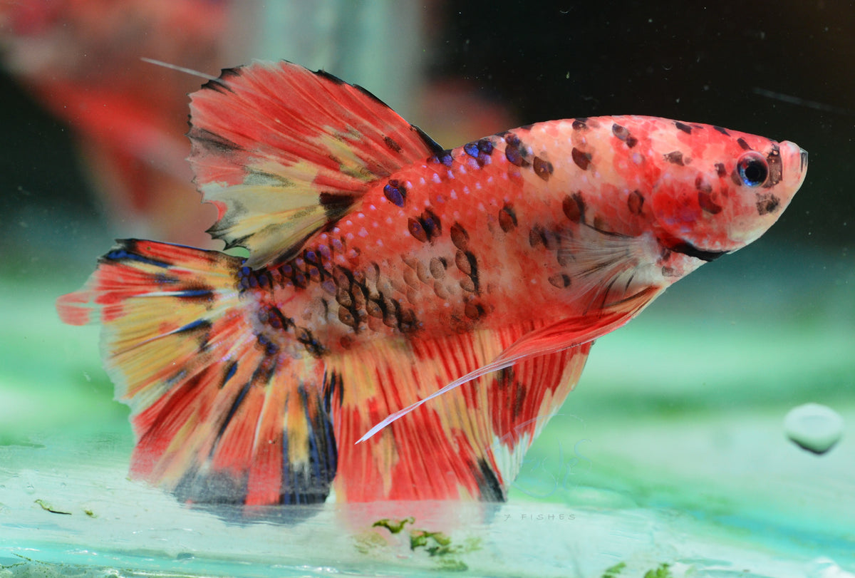 Giant Nemo HMPK Male
