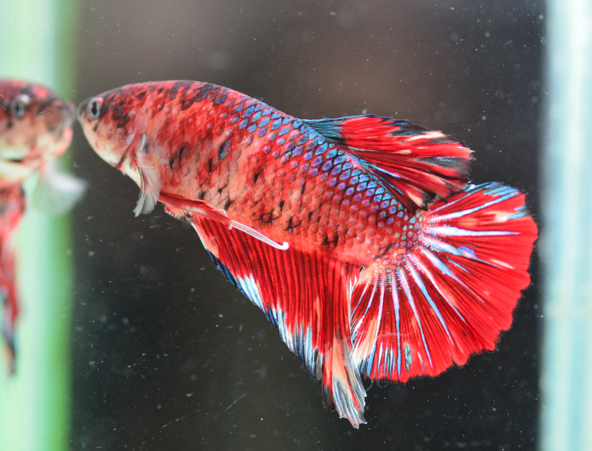 Giant Nemo HMPK Male