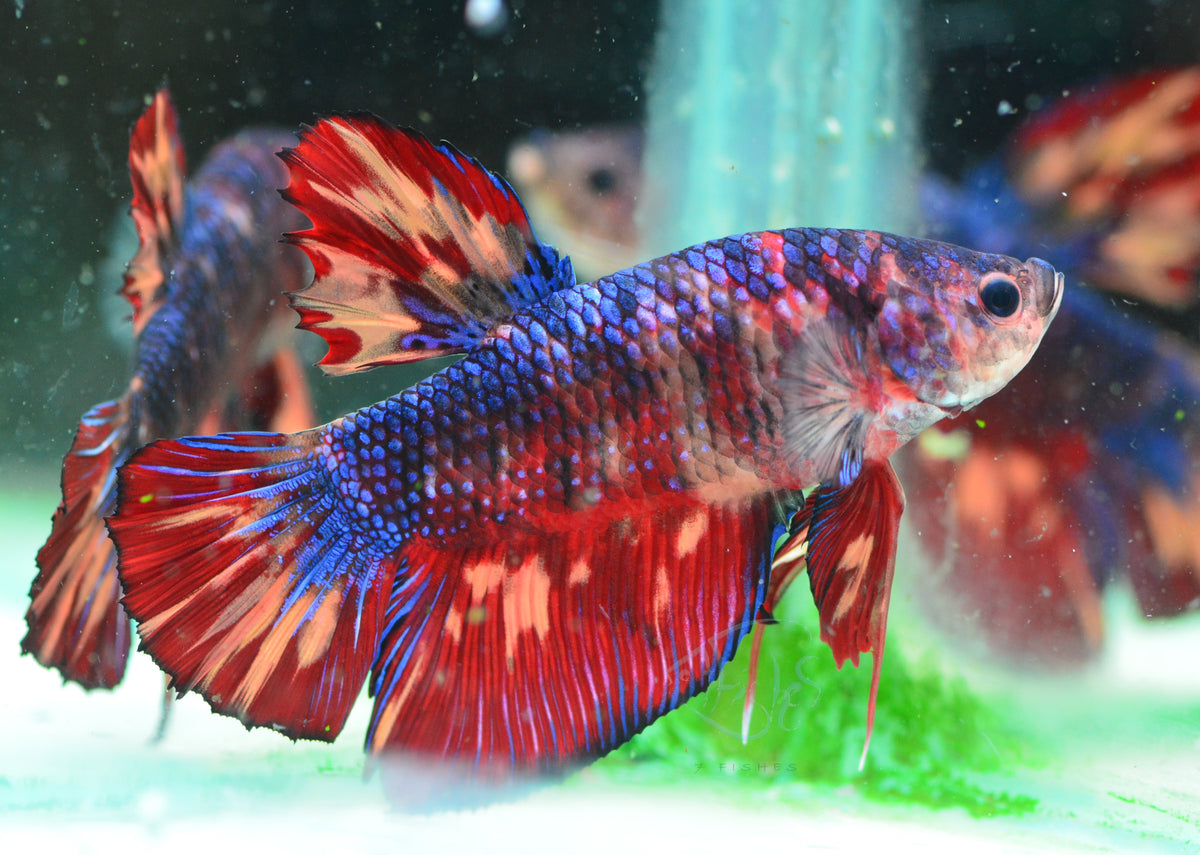 Giant Multicolour HMPK Male