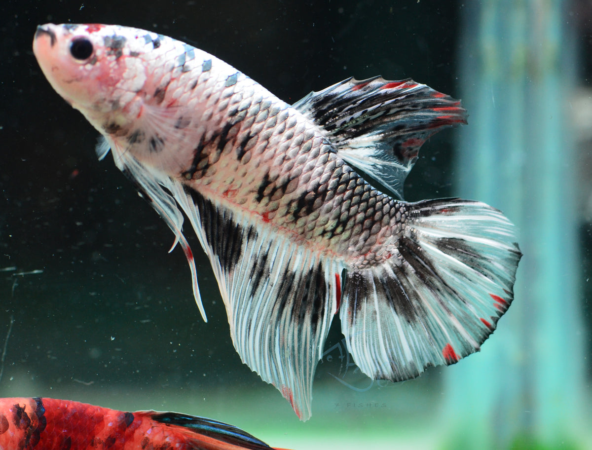 Giant Copper Marble HMPK Male