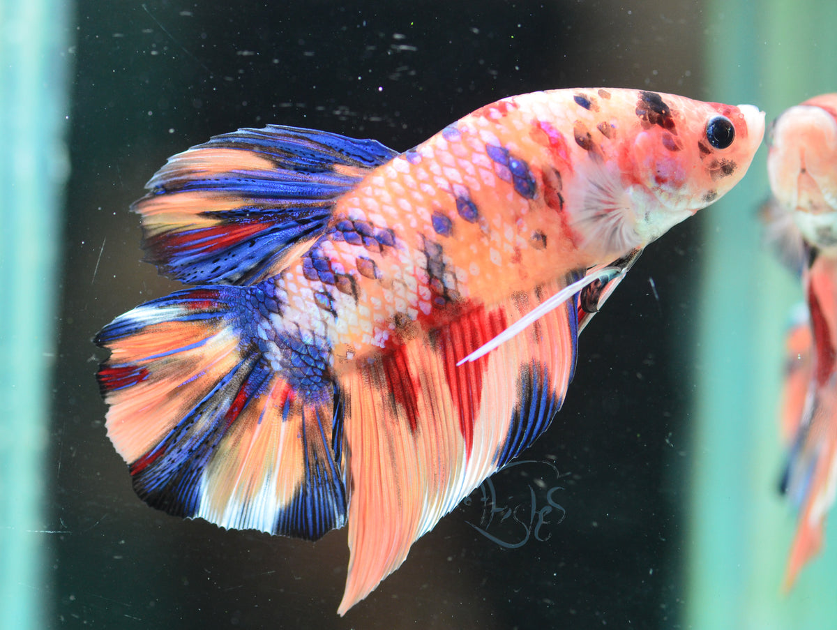 Giant Nemo HMPK Male