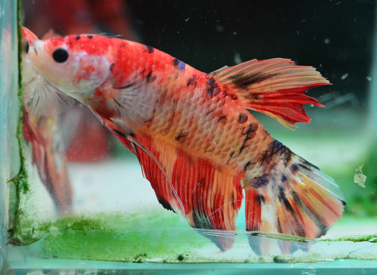 Giant Nemo HMPK Male