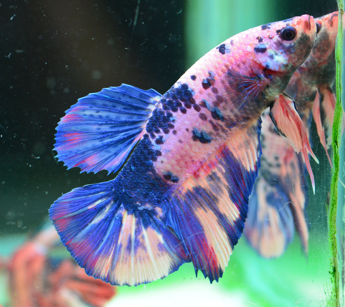 Giant Multicolour HMPK Male