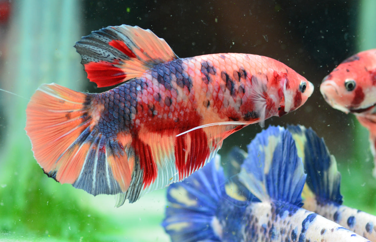 Giant Nemo HMPK Male