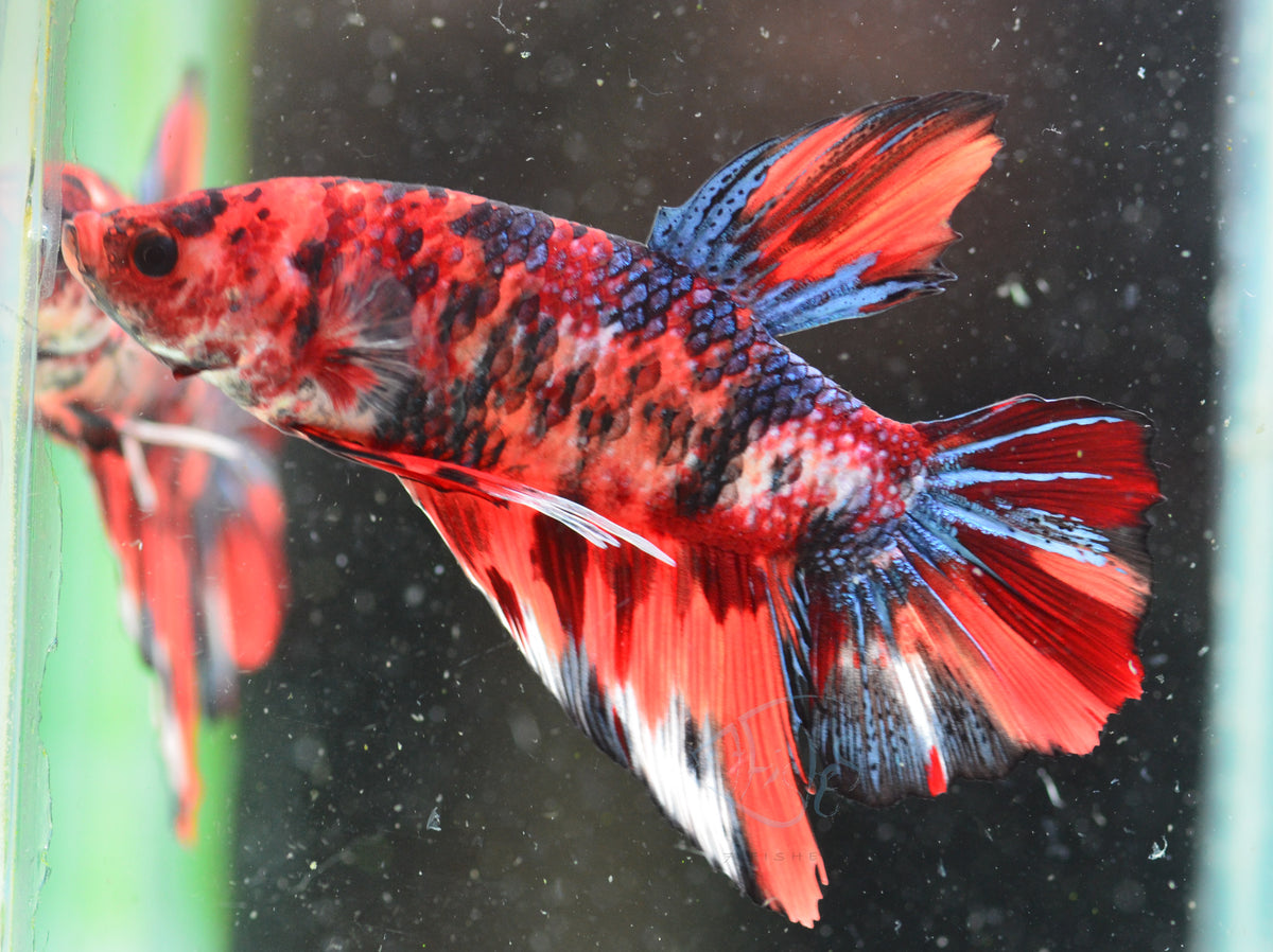Giant Nemo HMPK Male