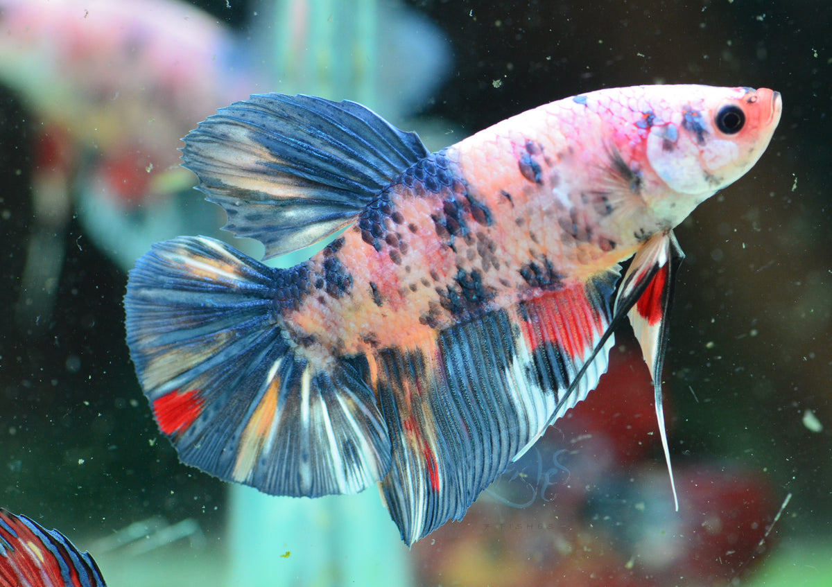 Giant Multicolour HMPK Male