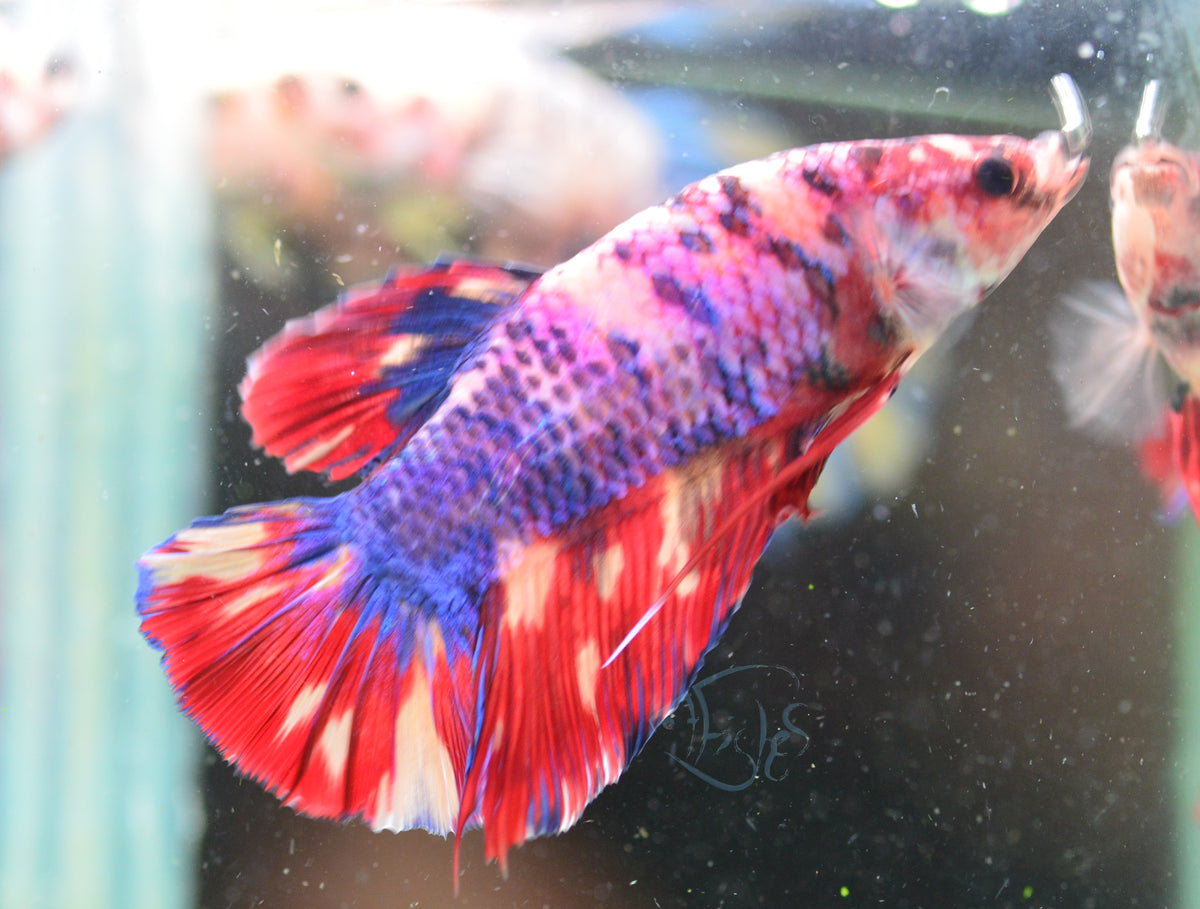 Giant Multicolour HMPK Male