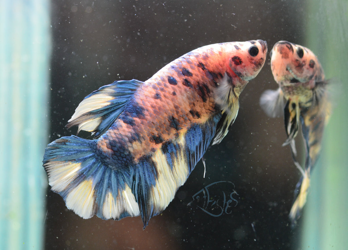 Giant Yellow Koi HMPK Male
