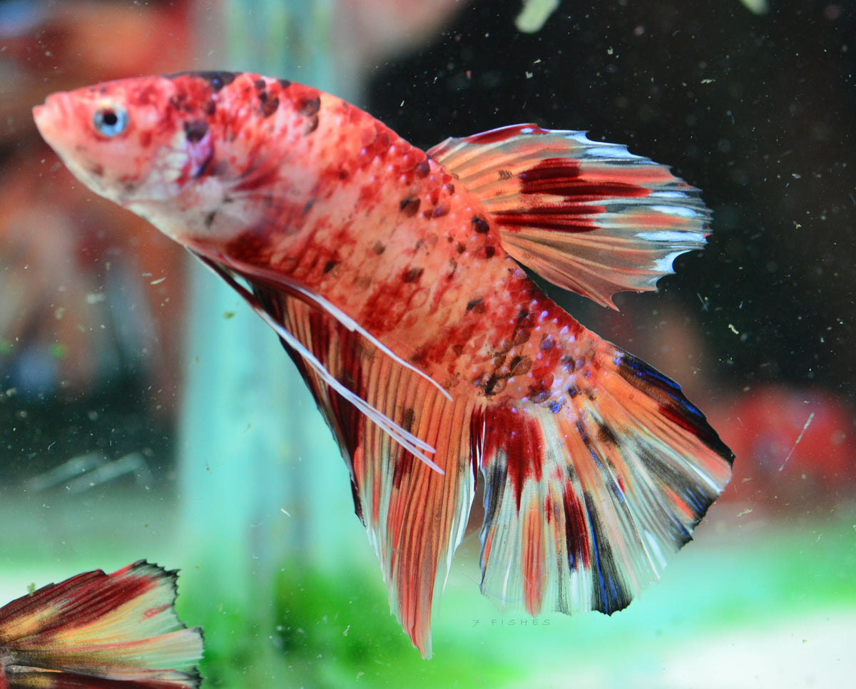 Giant Nemo HMPK Male