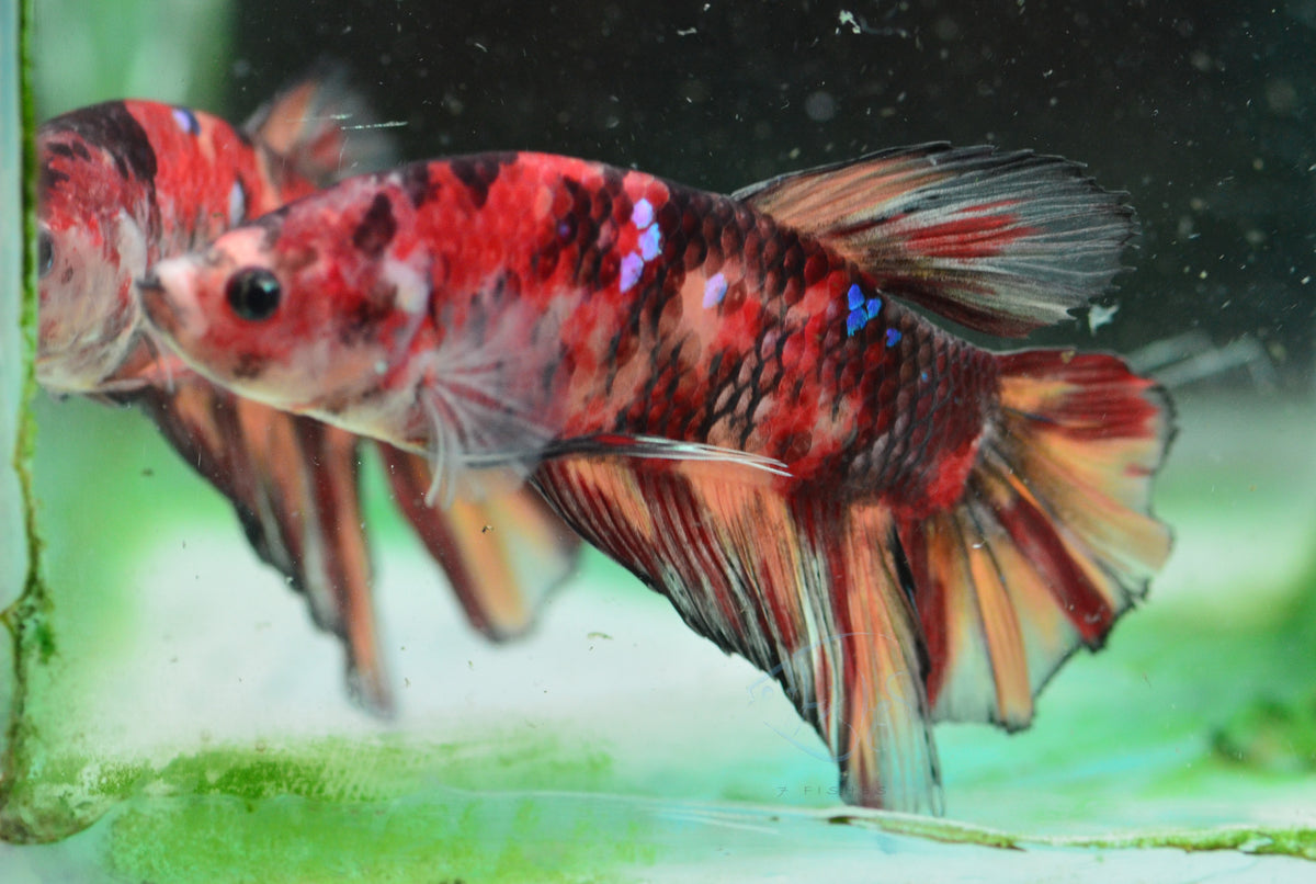 Giant Nemo HMPK Male