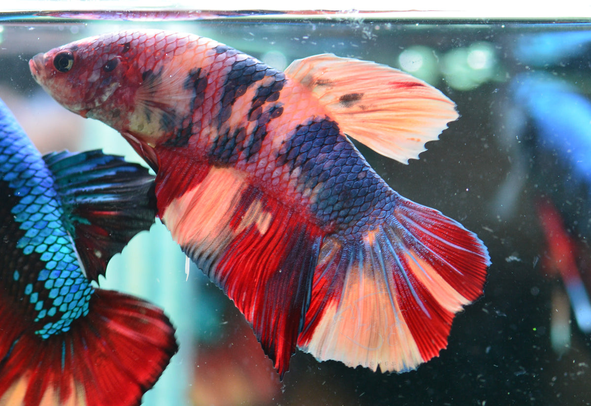 Giant Multicolour HMPK Male