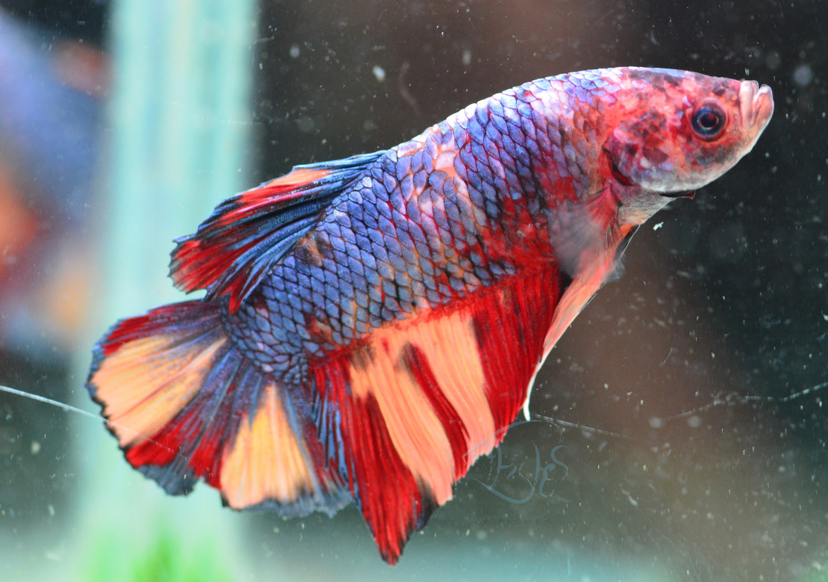 Giant Multicolour HMPK Male