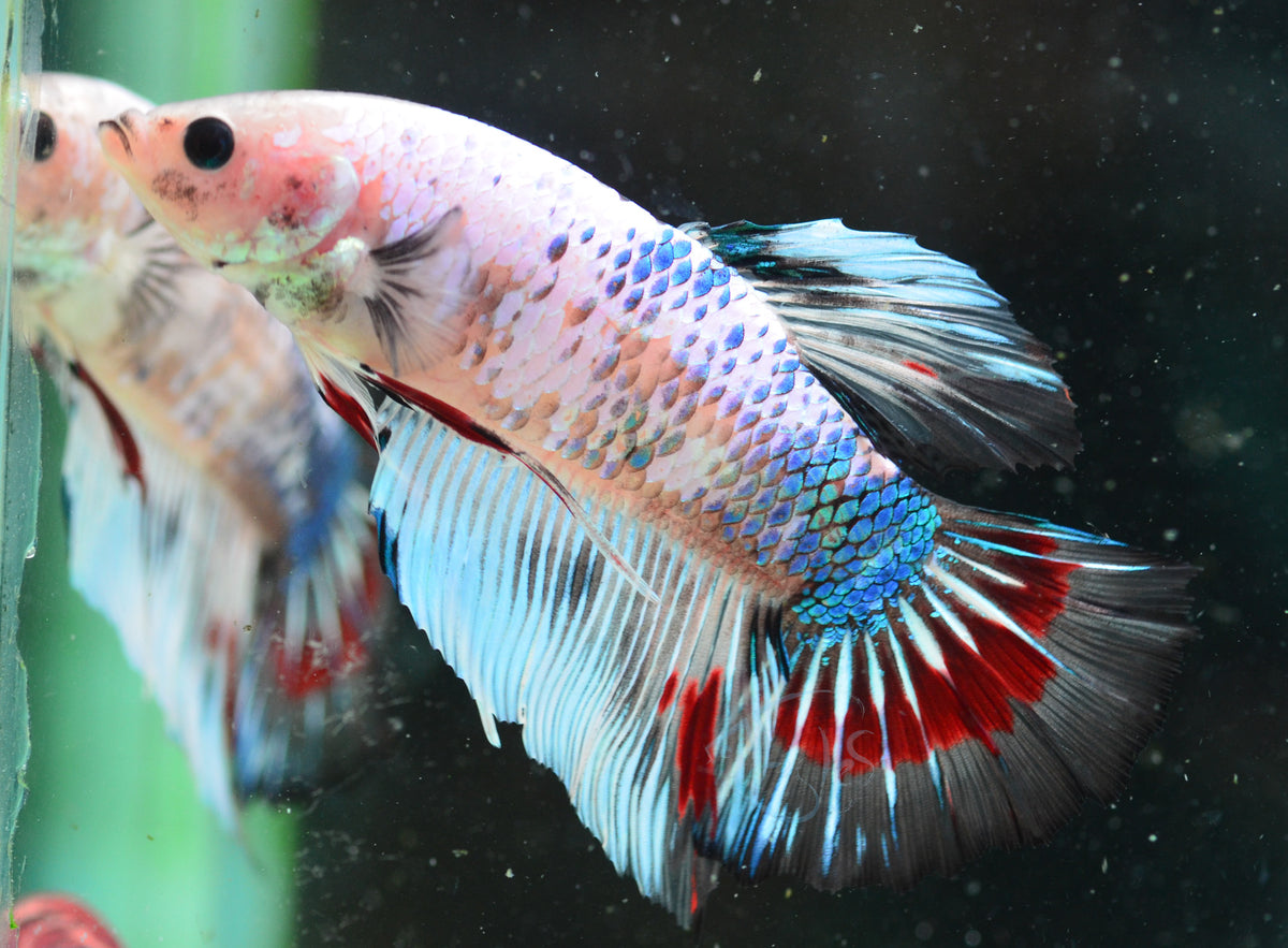 Giant Fancy HMPK Male