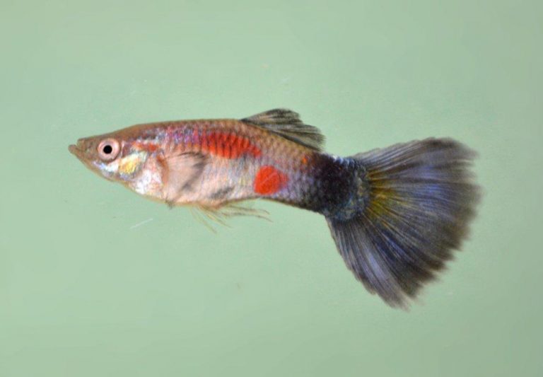 Red Queen Guppy Male