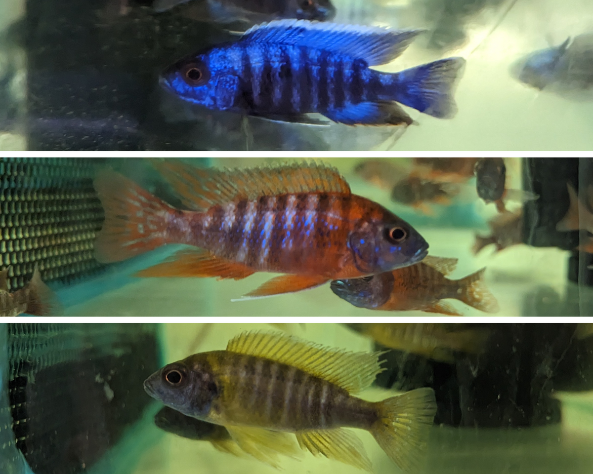 Assorted Peacock Cichlid