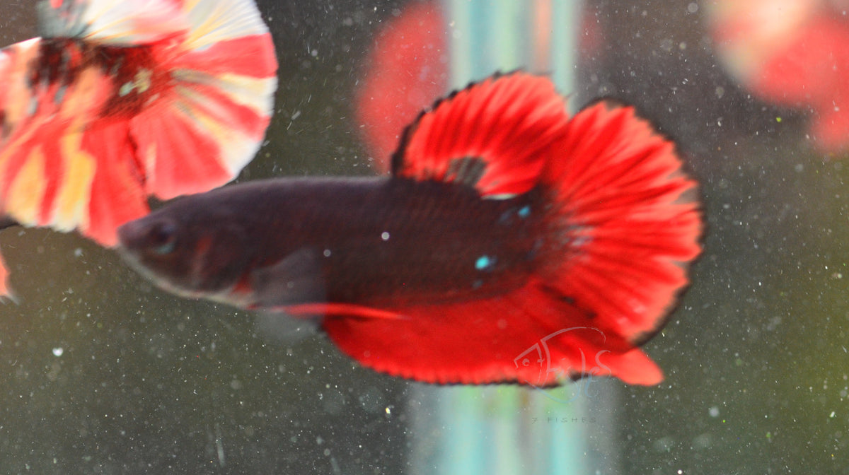 Vampire HMPK Male