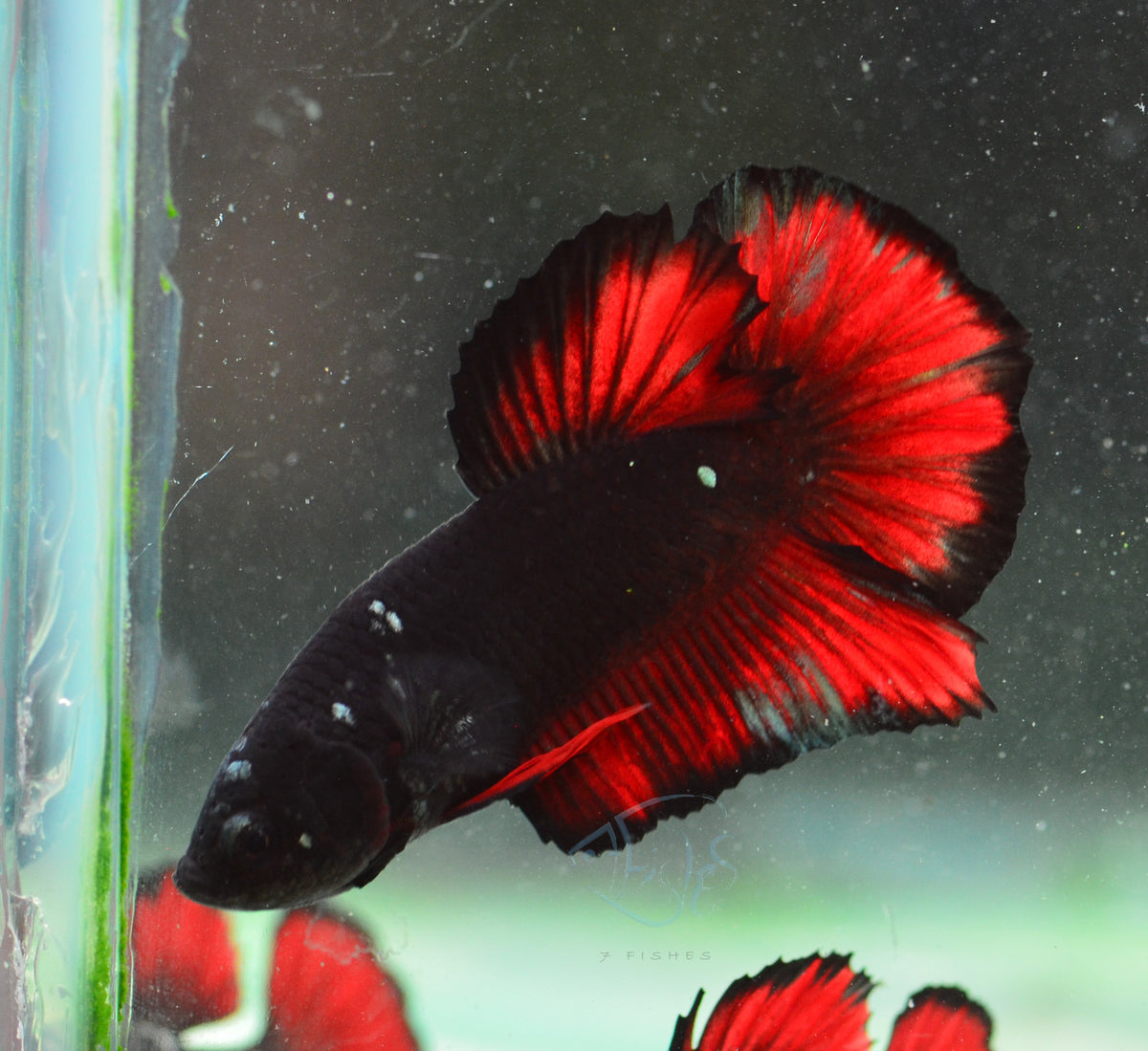Vampire HMPK Male