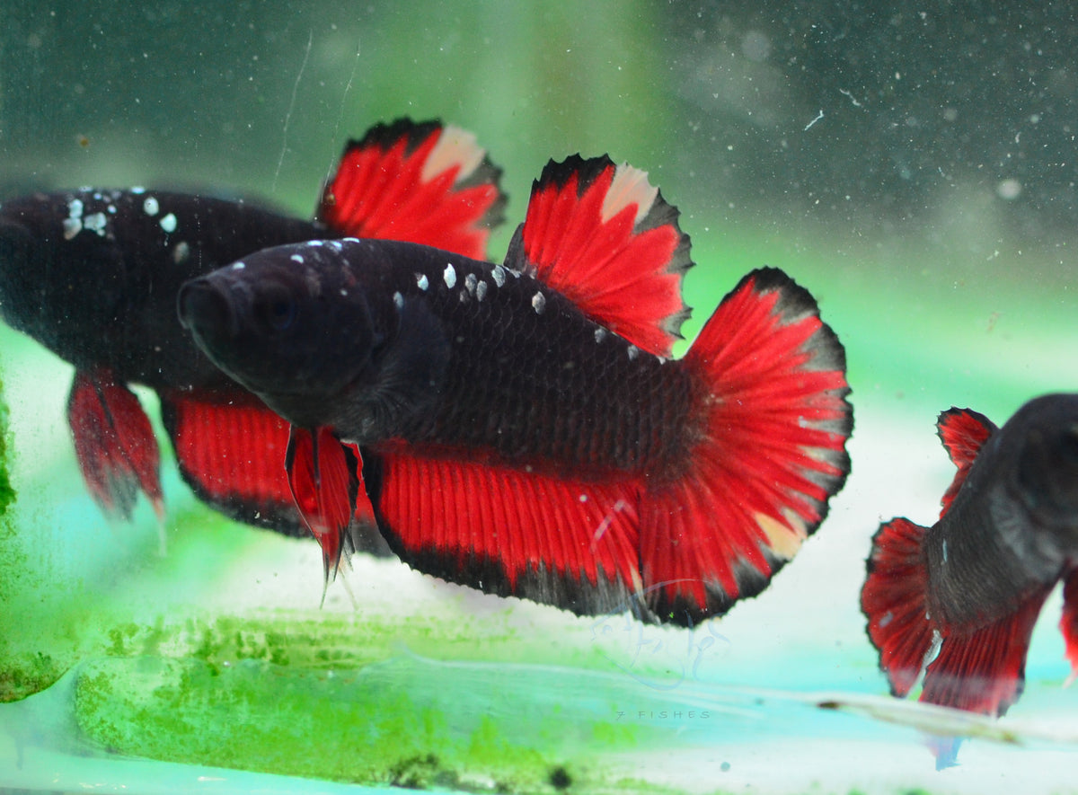 Vampire HMPK Male