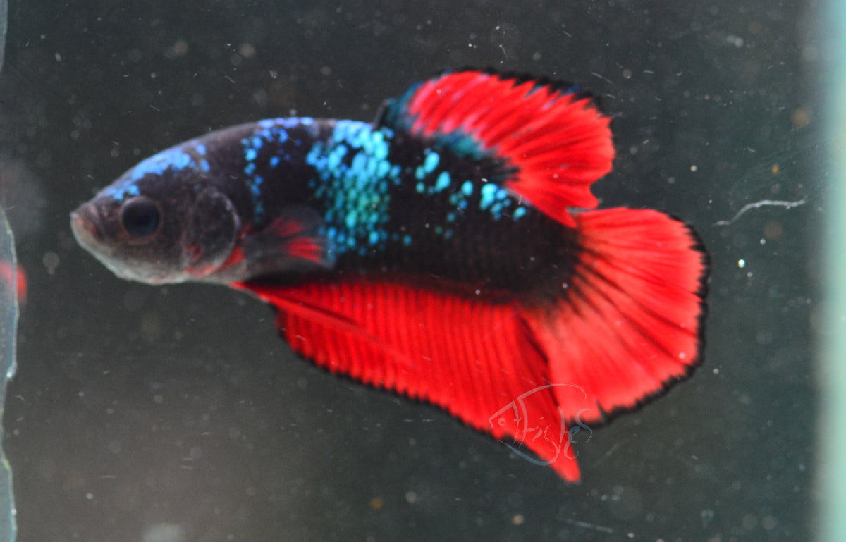Vampire HMPK Male