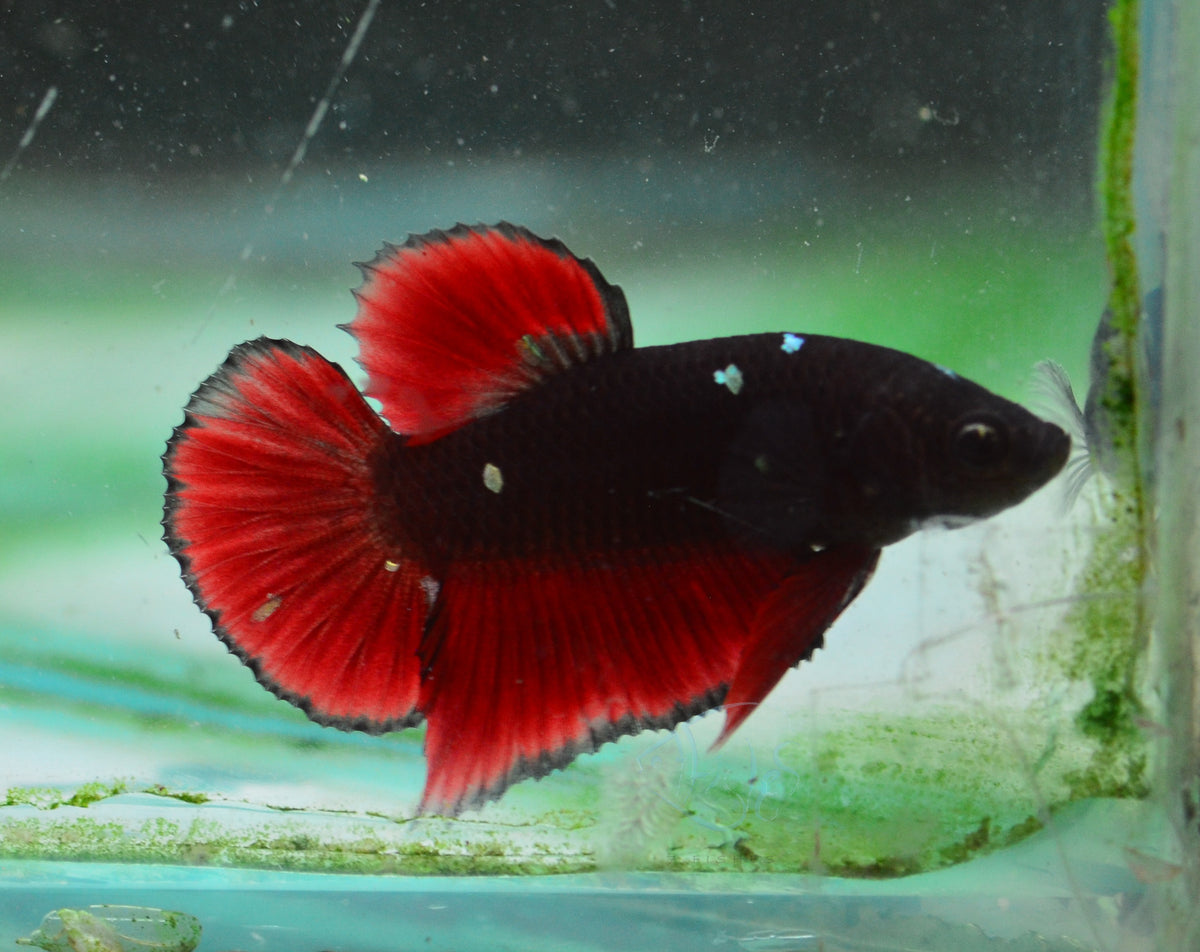 Vampire HMPK Male