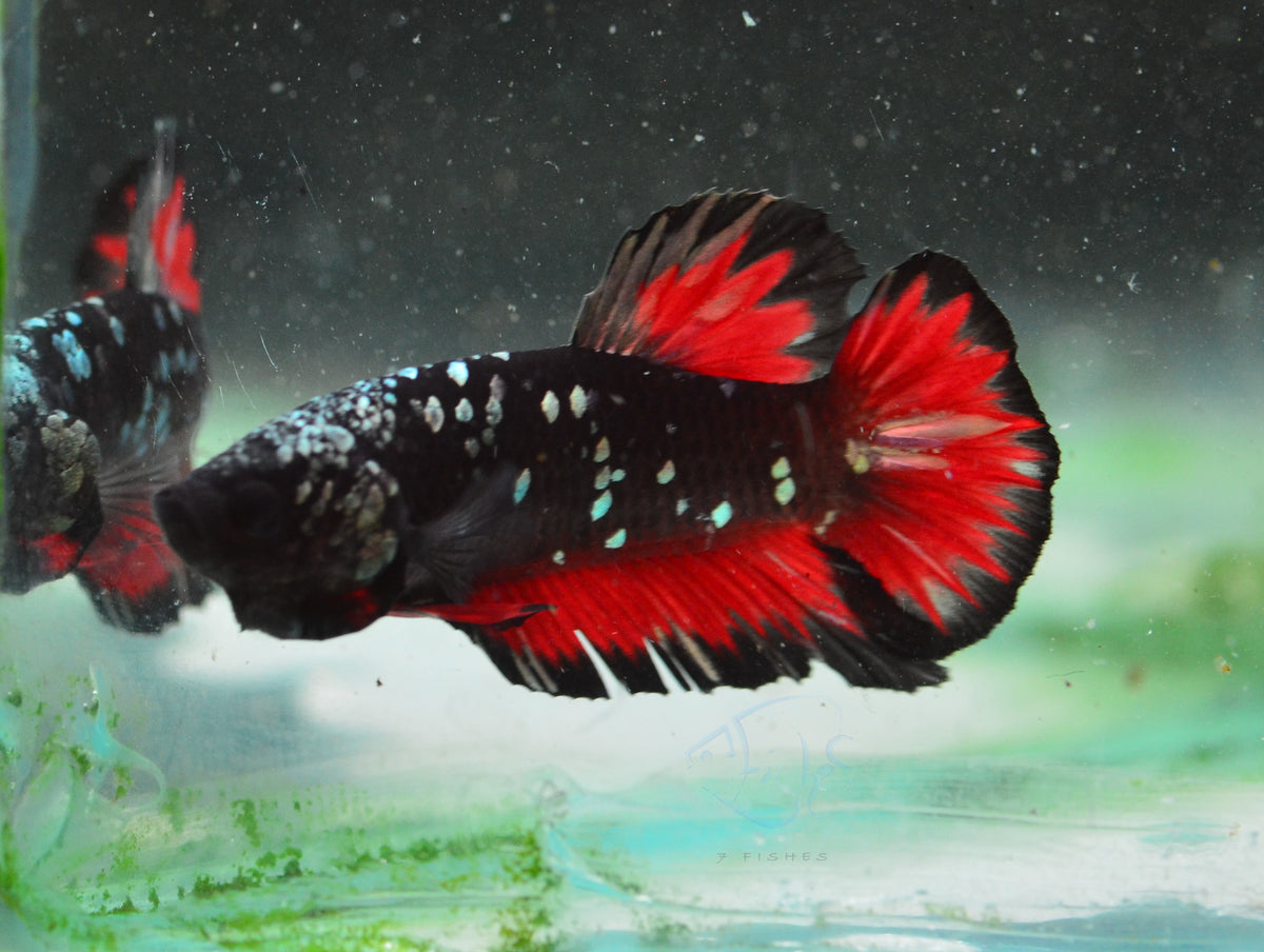 Vampire HMPK Male