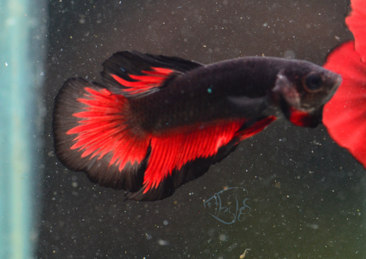 Vampire HMPK Male