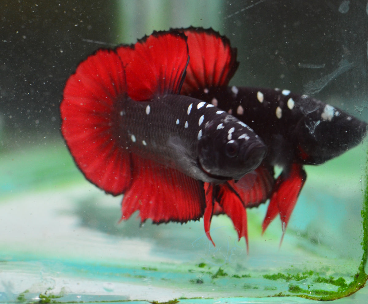 Vampire HMPK Male