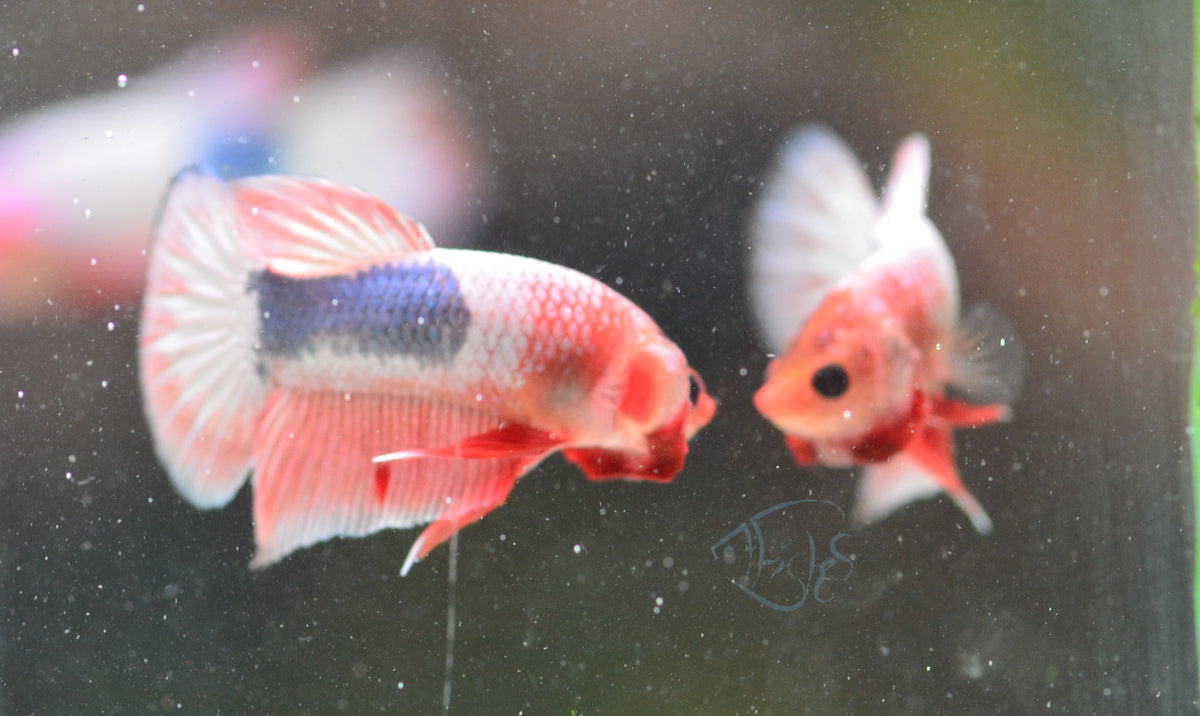 Pastel Pink Fancy Plakat Male