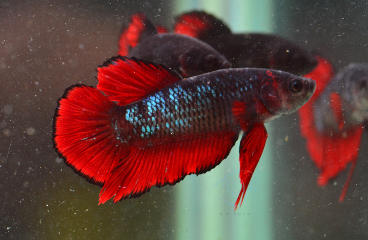 Vampire HMPK Male