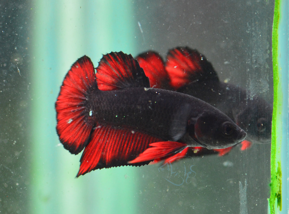 Vampire HMPK Male