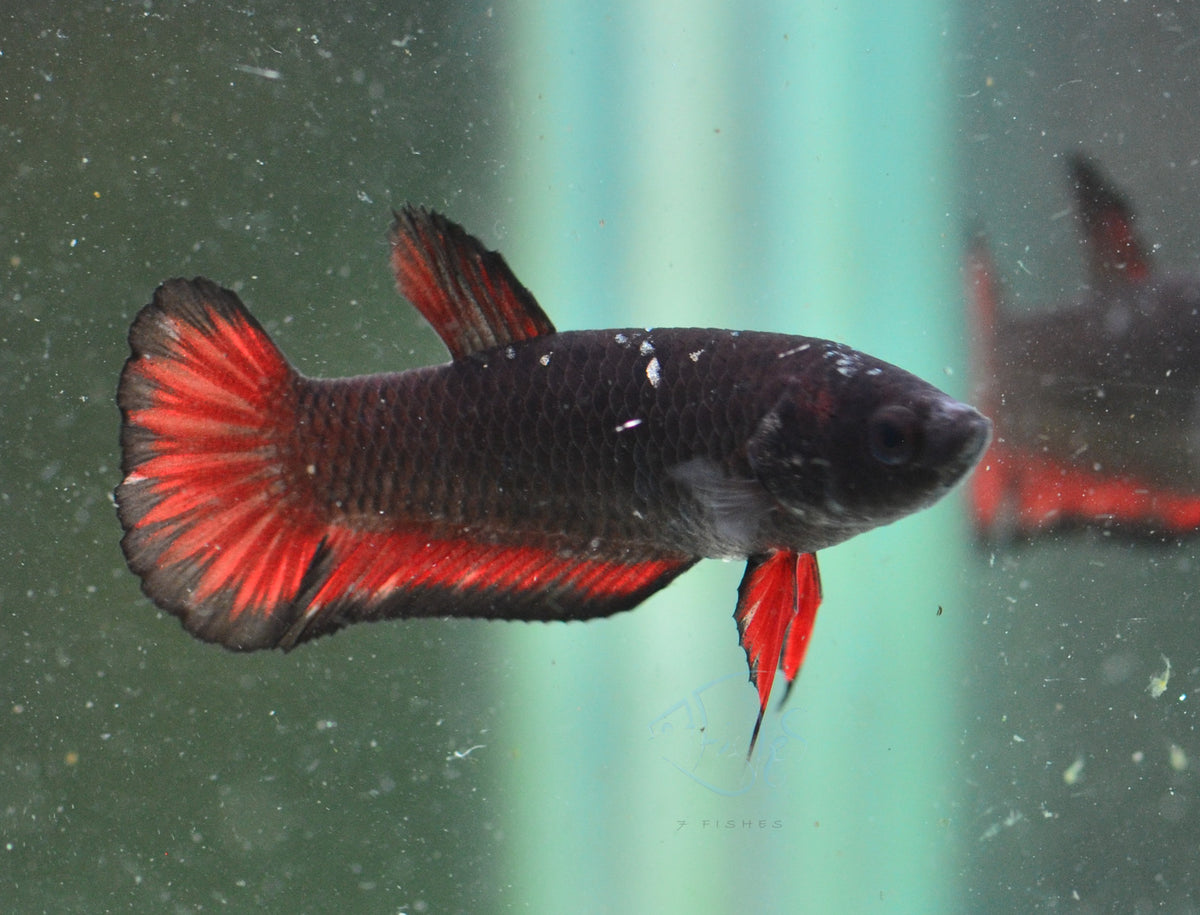 Vampire HMPK Female
