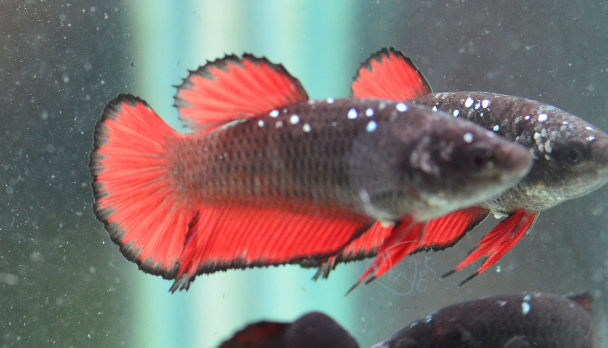 Vampire HMPK Female