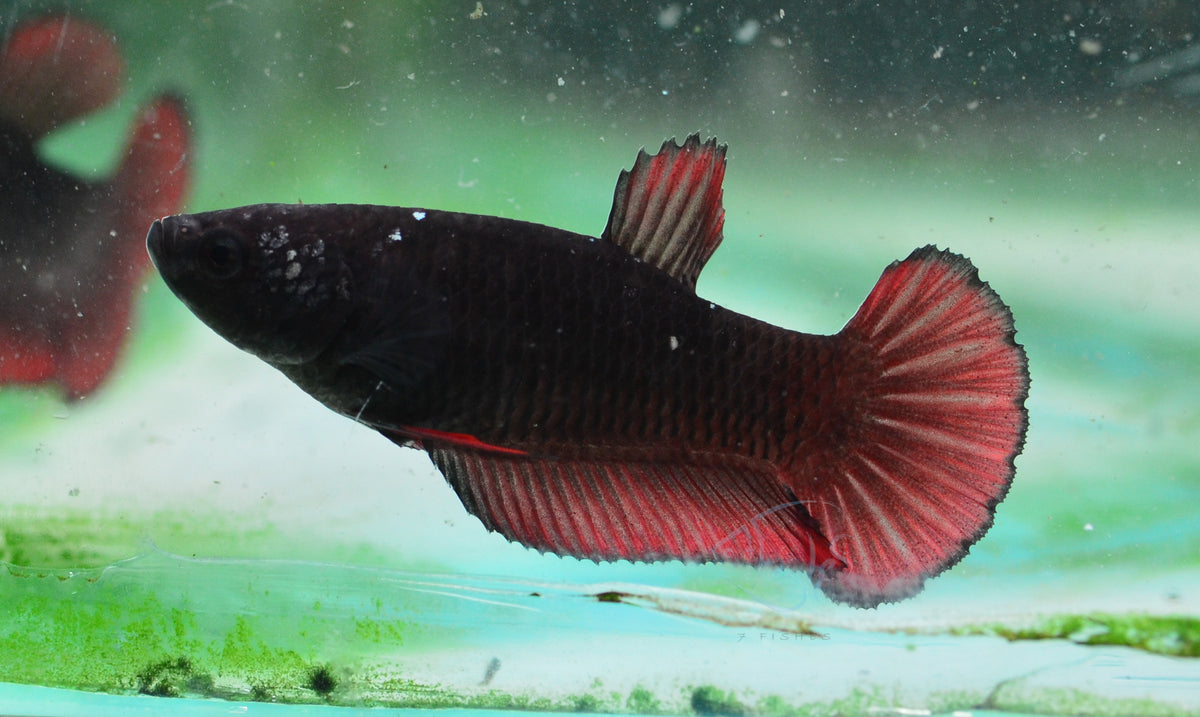 Vampire HMPK Female