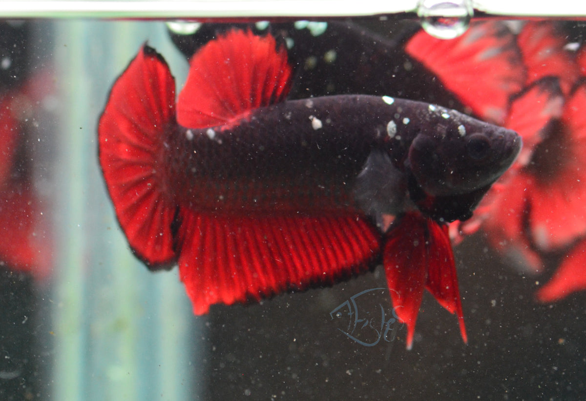 Vampire HMPK Male