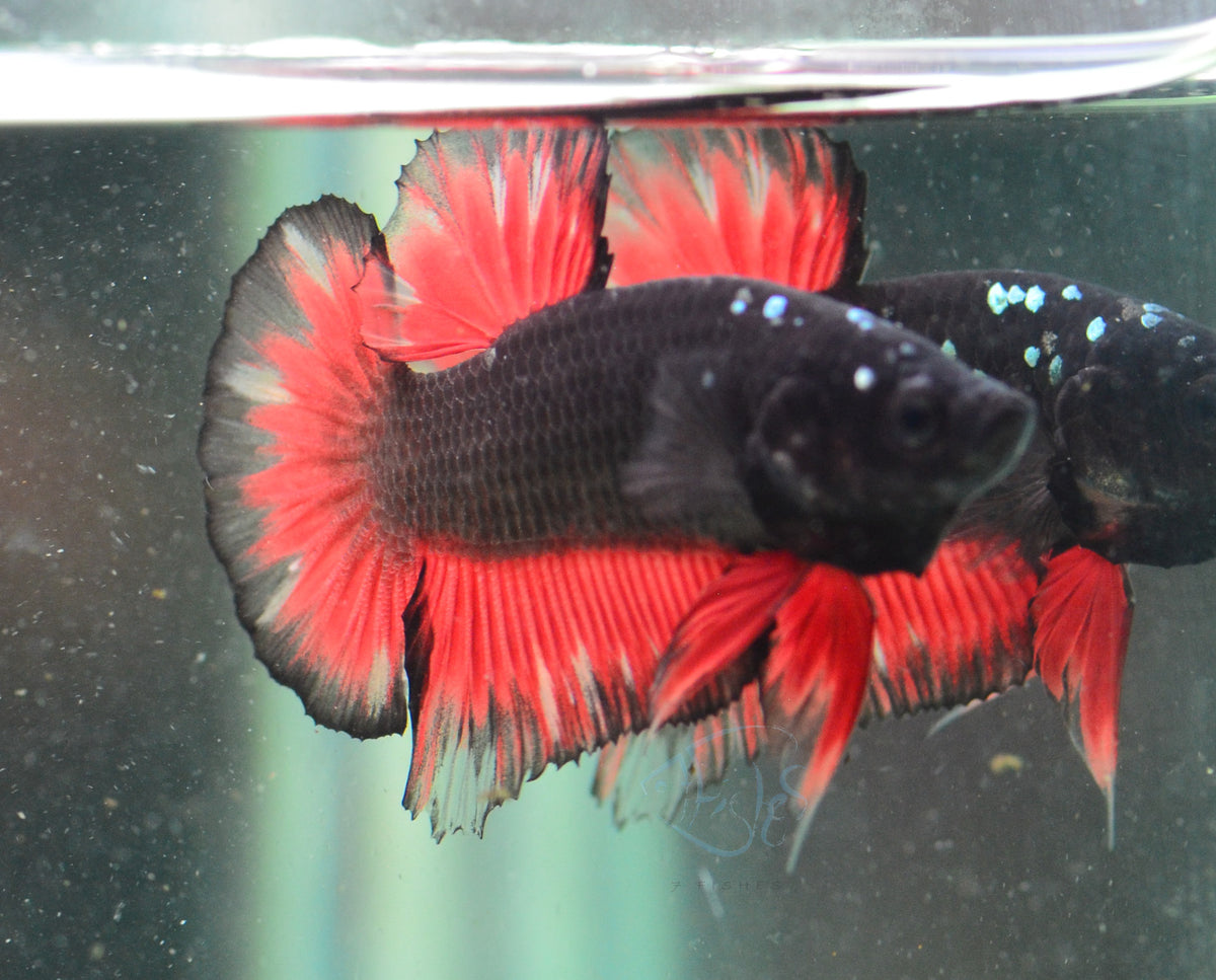 Vampire HMPK Male