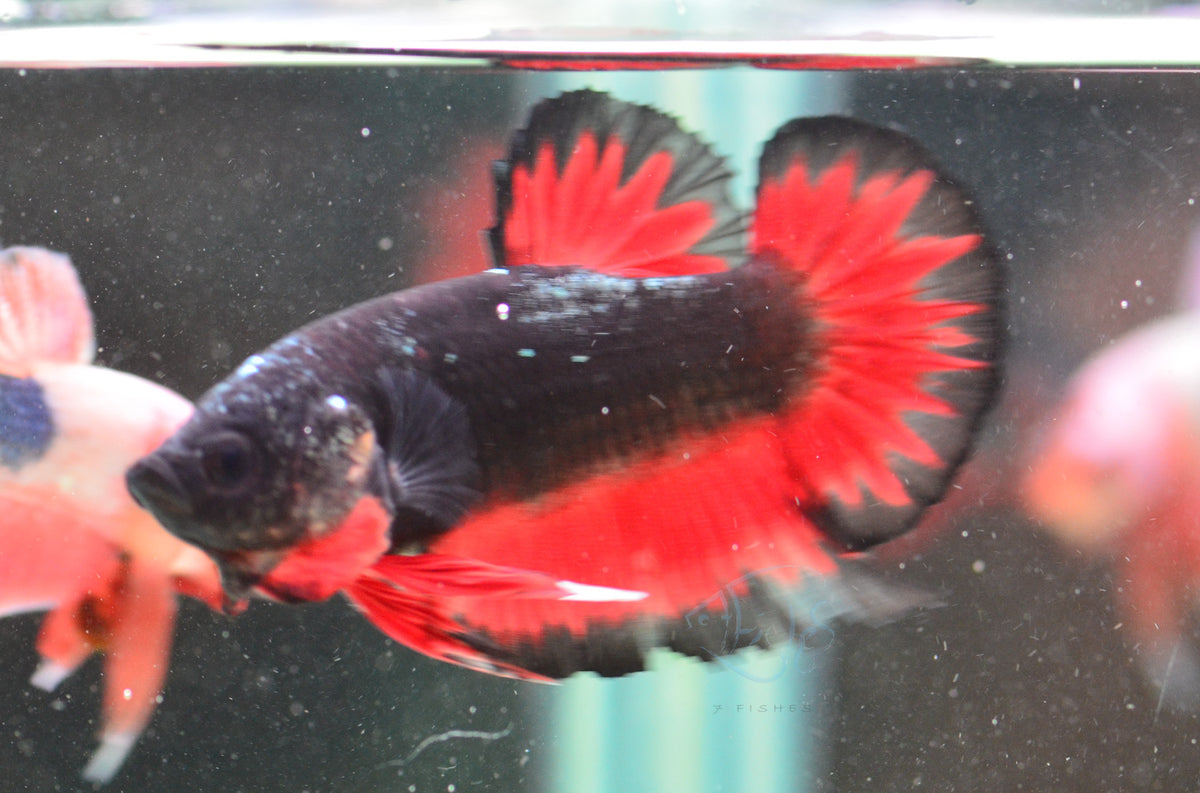 Vampire HMPK Male
